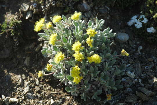 Imagem de Eriogonum flavum var. aquilinum Reveal