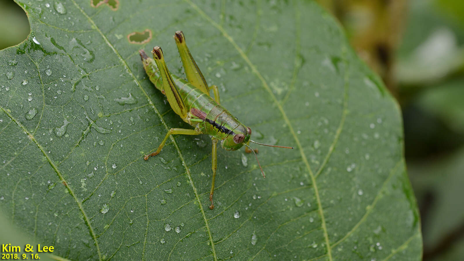 Anapodisma miramae Dovnar-Zapolskij 1932的圖片