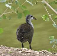 Image of North American Coot