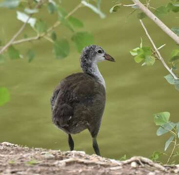 Image of Fulica americana americana Gmelin & JF 1789