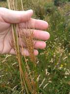 Image of Juncus sarophorus L. A. S. Johnson