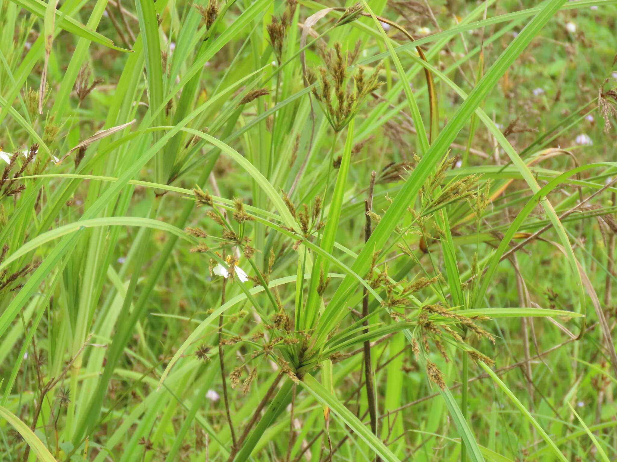 Cyperus nutans var. subprolixus (Kük.) Karth.的圖片