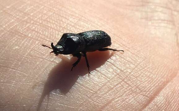 Image of Rugose Stag Beetle