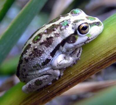 Image of Bell Frog