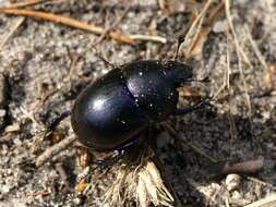 Image of Geotrupes vernalis