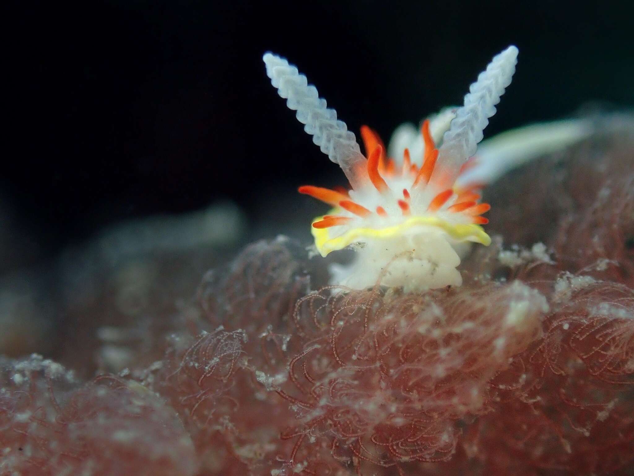 Image of Diaphorodoris papillata Portmann & Sandmeier 1960