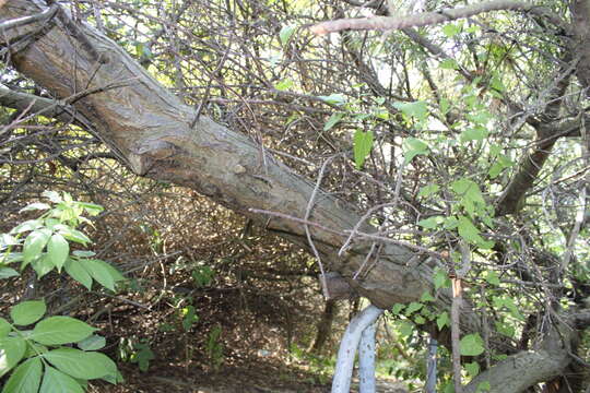 Image of Sea-buckthorn