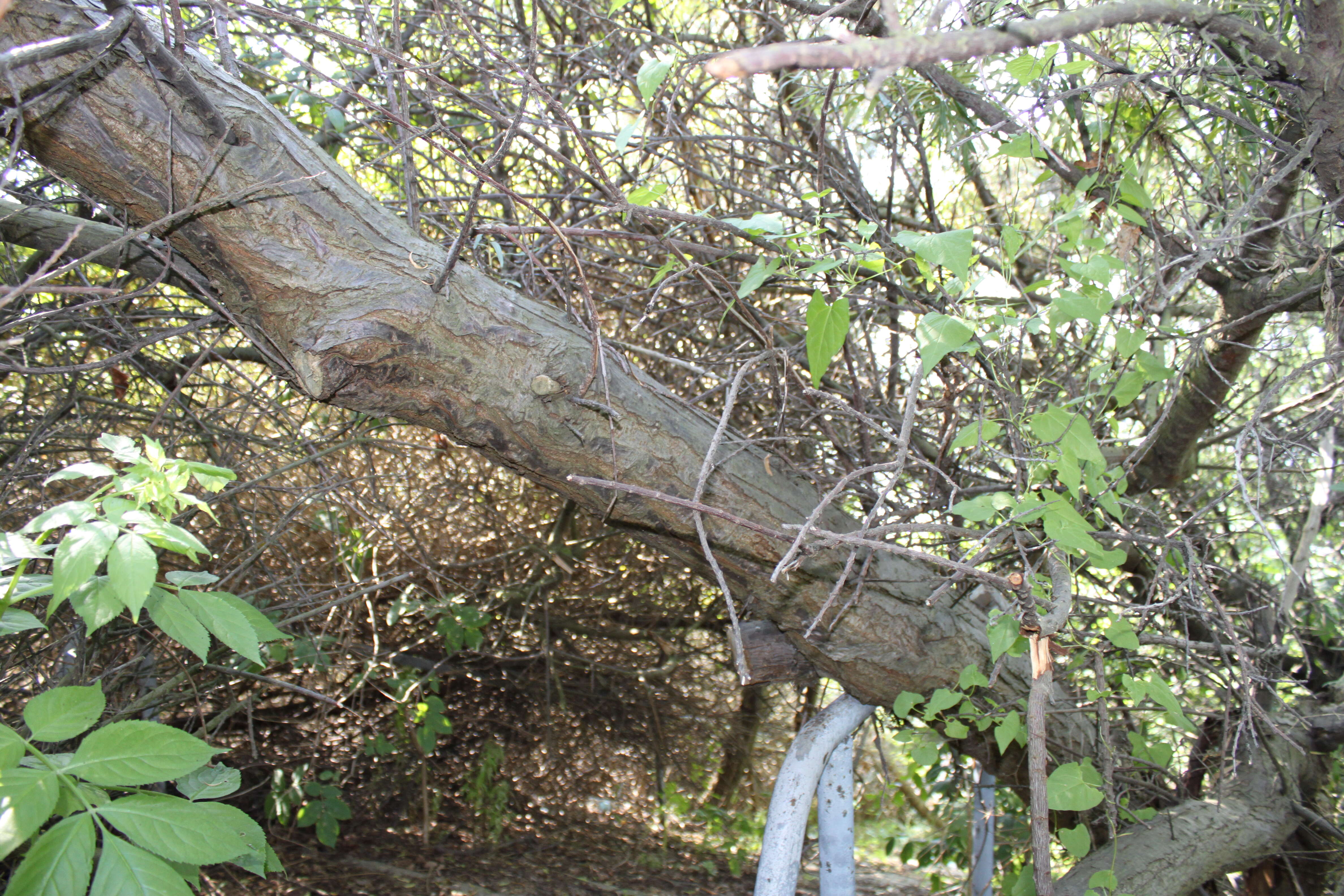 Image of Sea-buckthorn