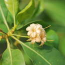 Image of Cyrtophyllum fragrans (Roxb.) DC.