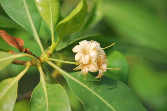 Plancia ëd Cyrtophyllum