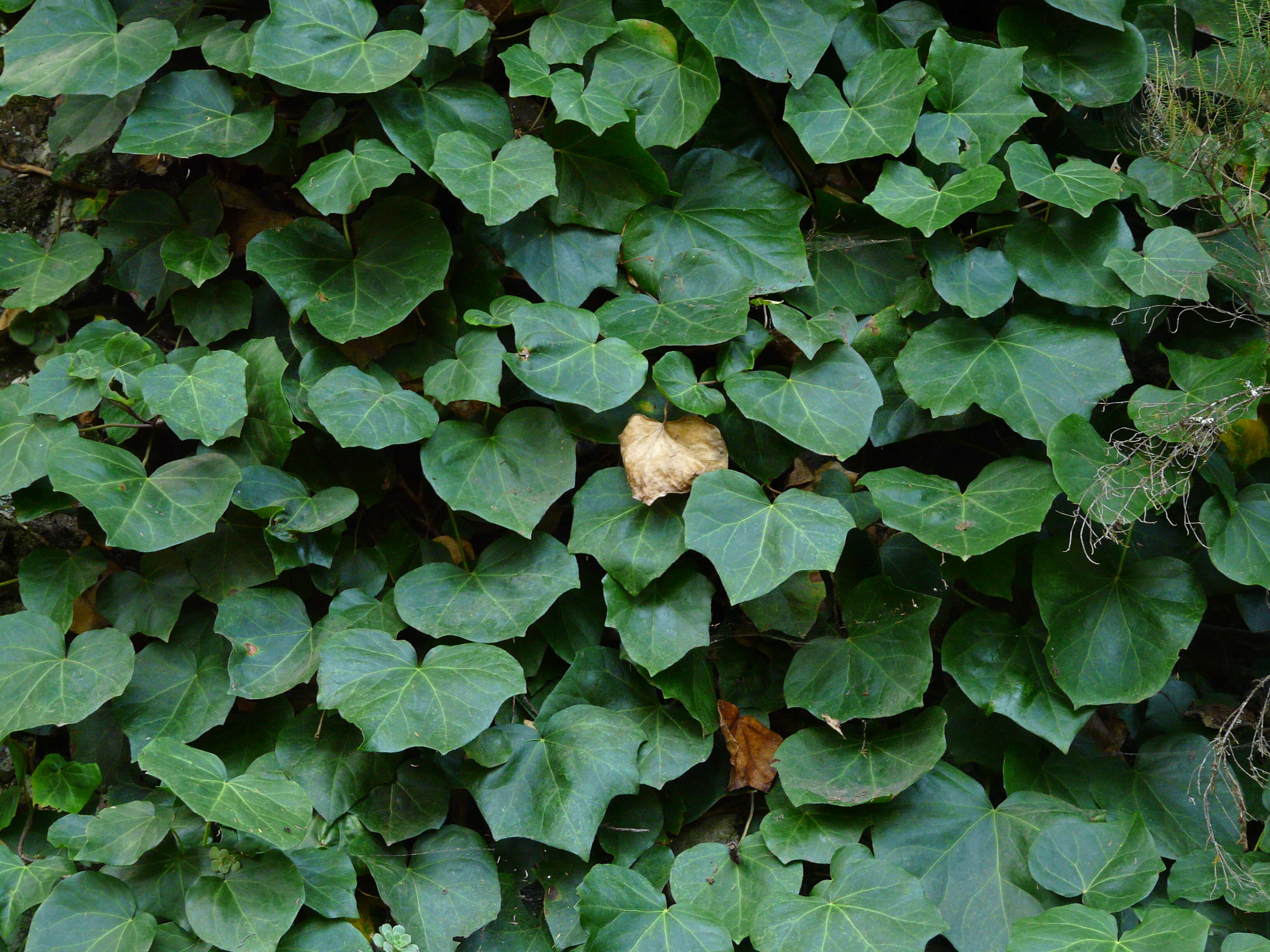 Image of Algerian ivy