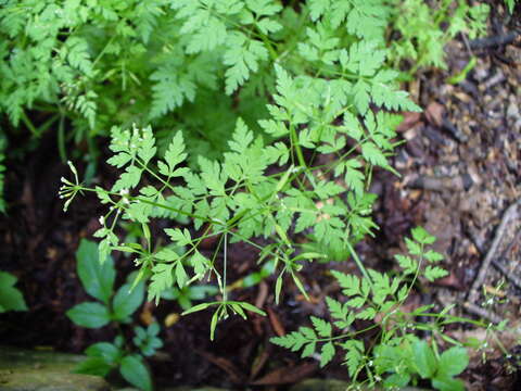 Image of garden chervil