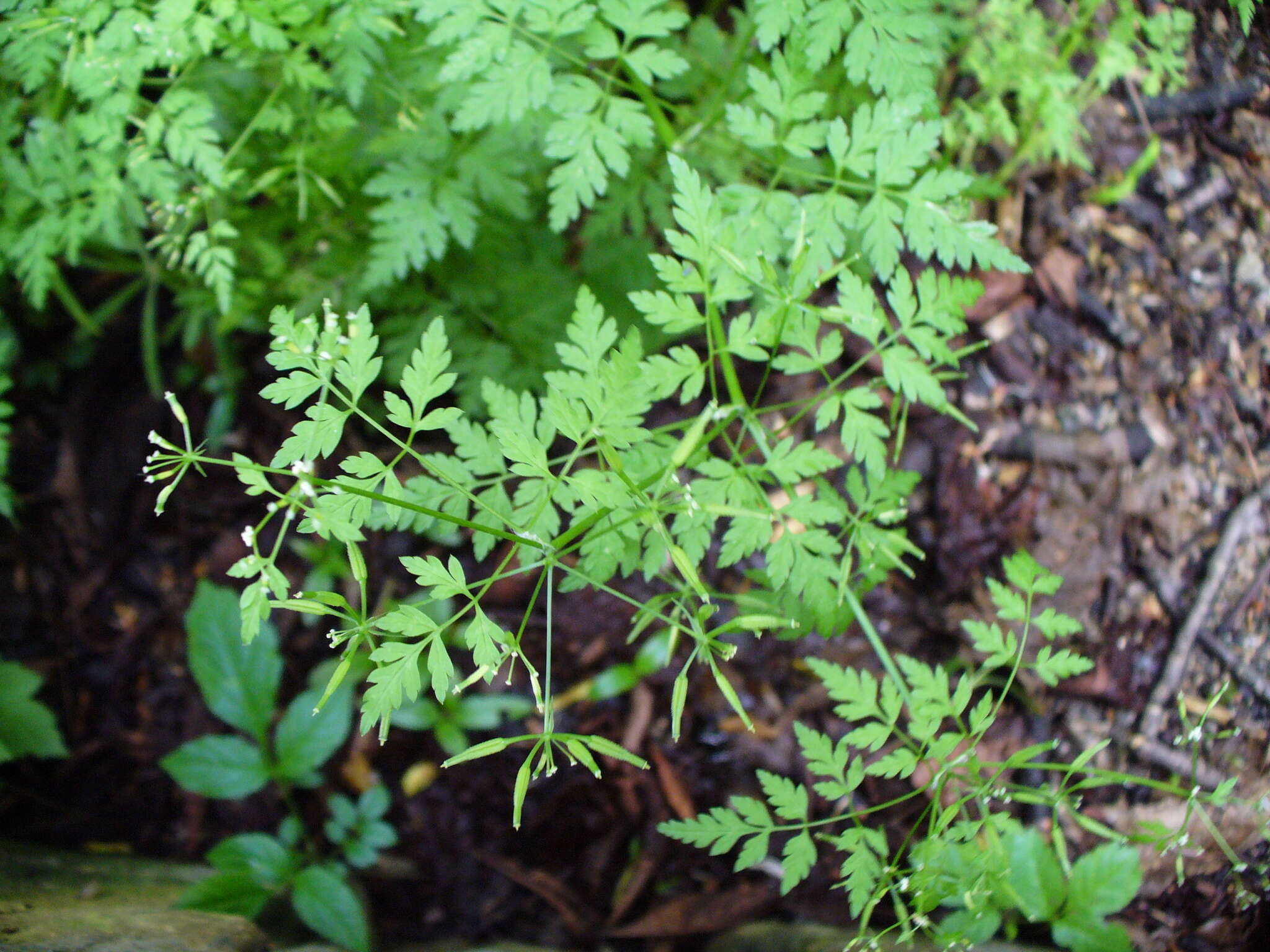 Imagem de Anthriscus cerefolium (L.) Hoffm.