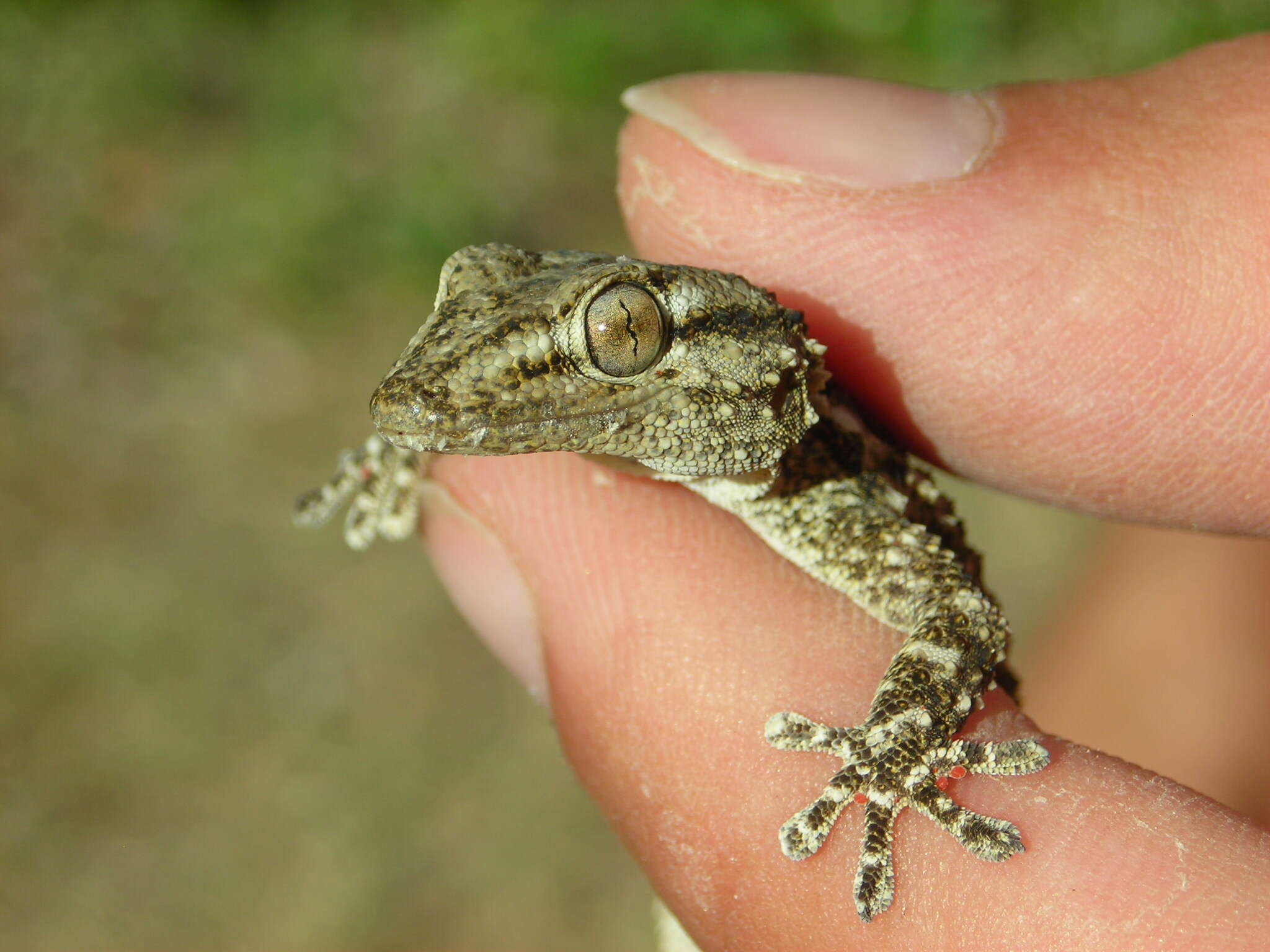 Image of Common Wall Gecko