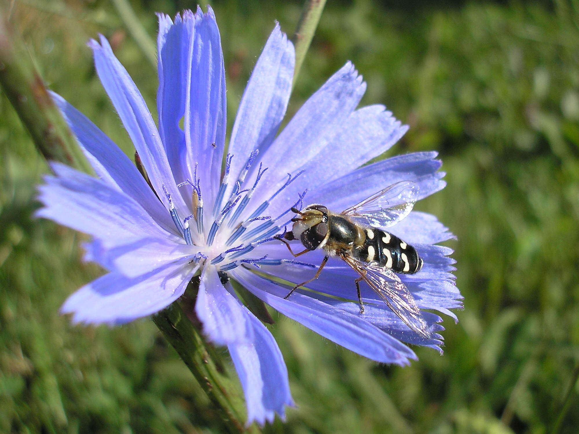 Image of Scaeva pyrastri (Linnaeus 1758)