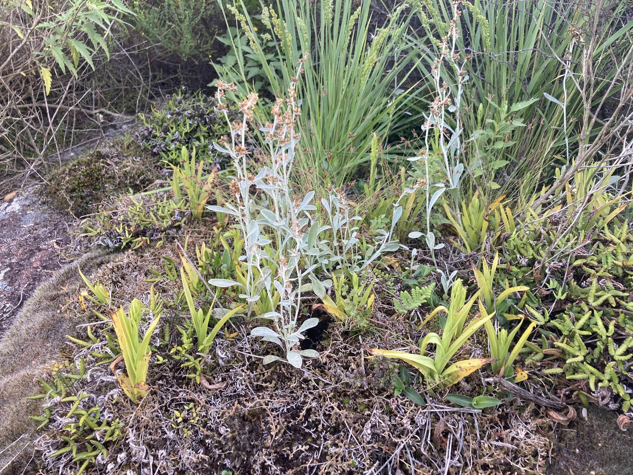 Imagem de Habenaria parviflora Lindl.