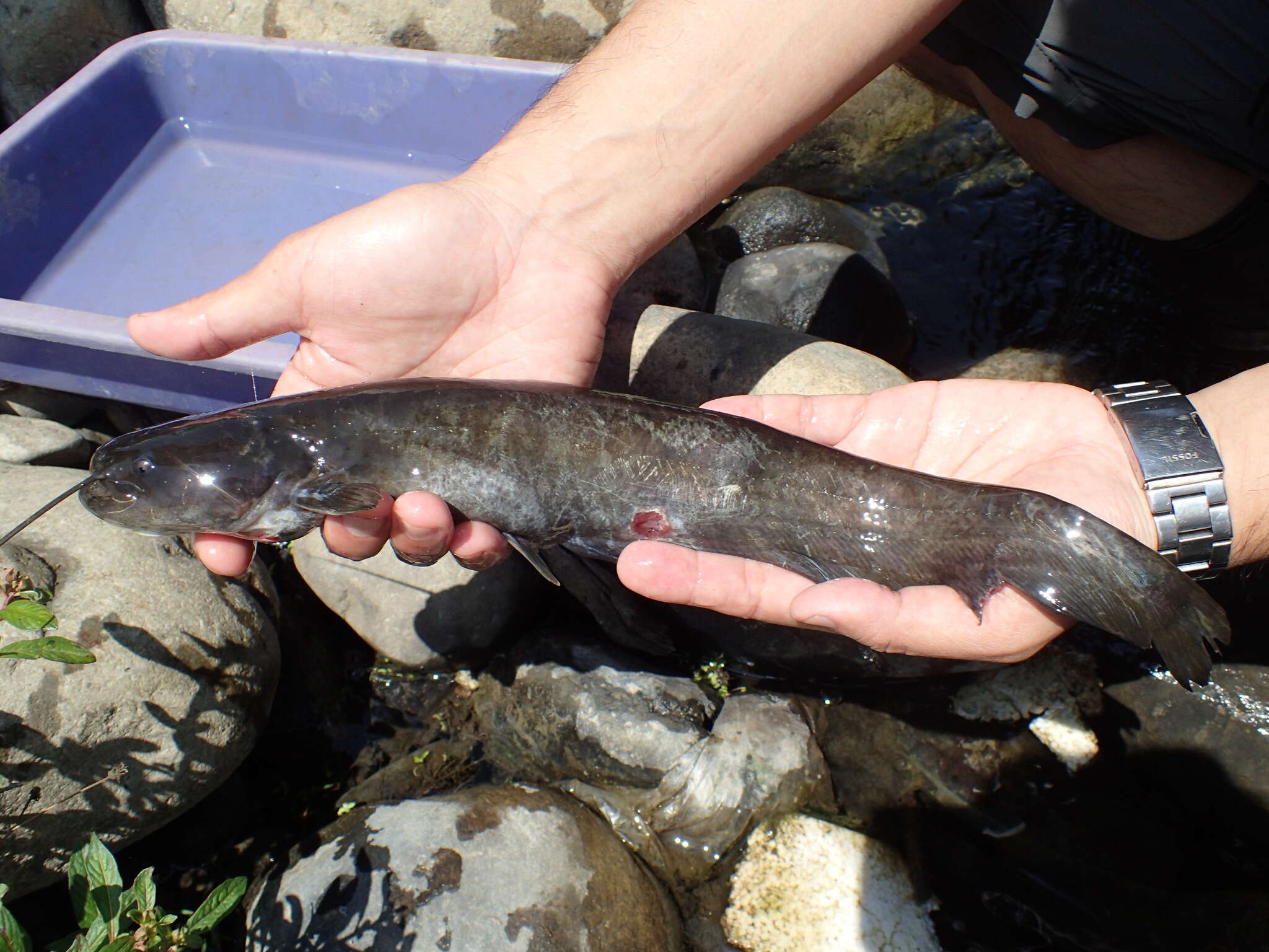 Image of Amur catfish