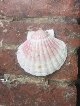 Image of Great Atlantic scallop