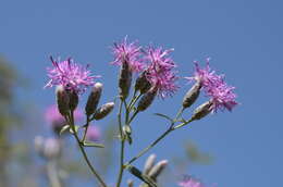 Image de Saussurea elegans Ledeb.