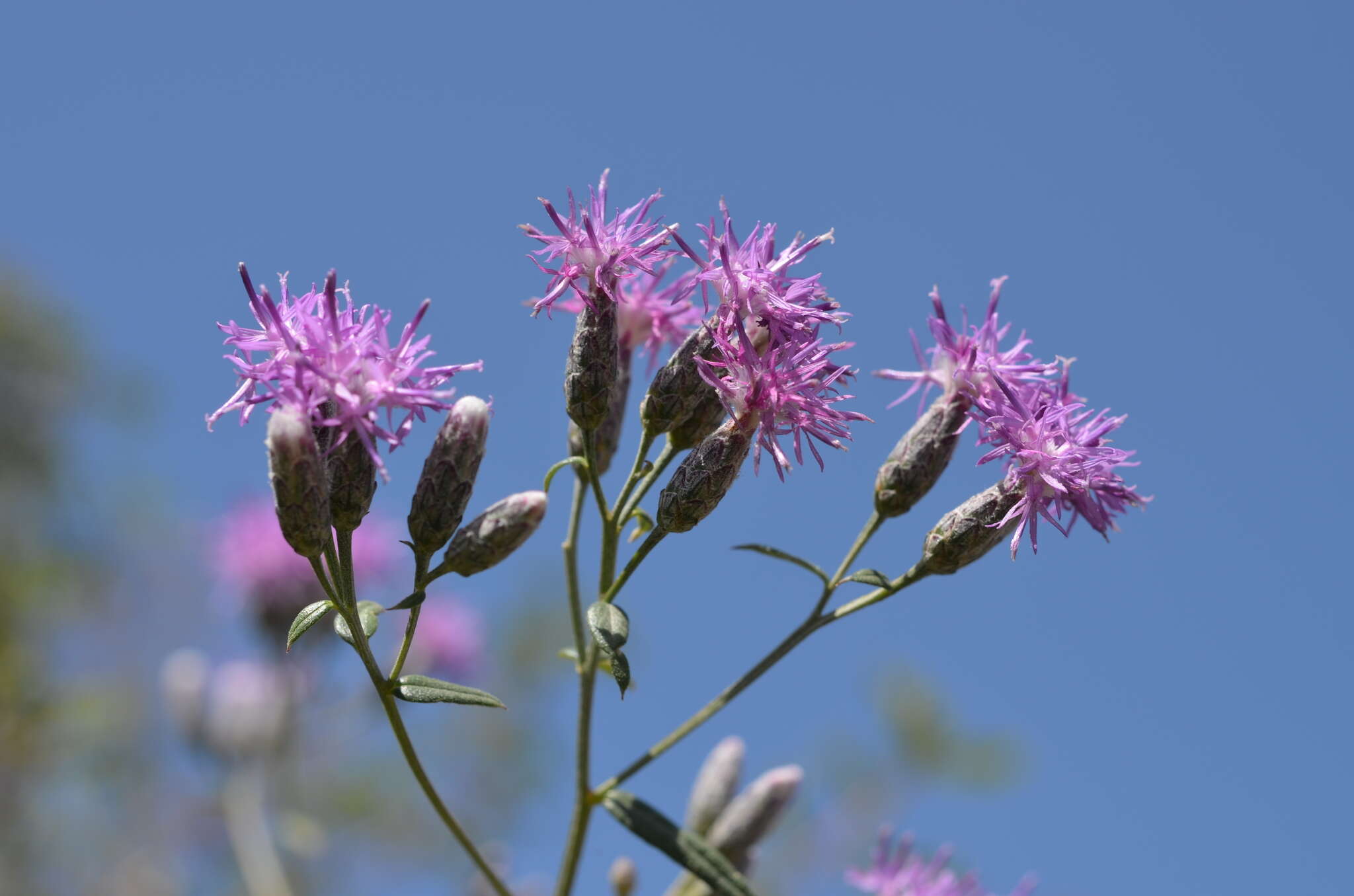 Image de Saussurea elegans Ledeb.