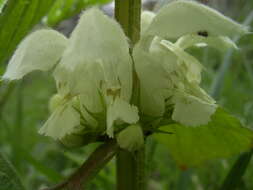 Image of white deadnettle