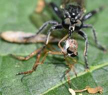 Image of Leptogaster flavipes Loew 1862