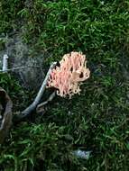 Image of Ramaria subbotrytis (Coker) Corner 1950