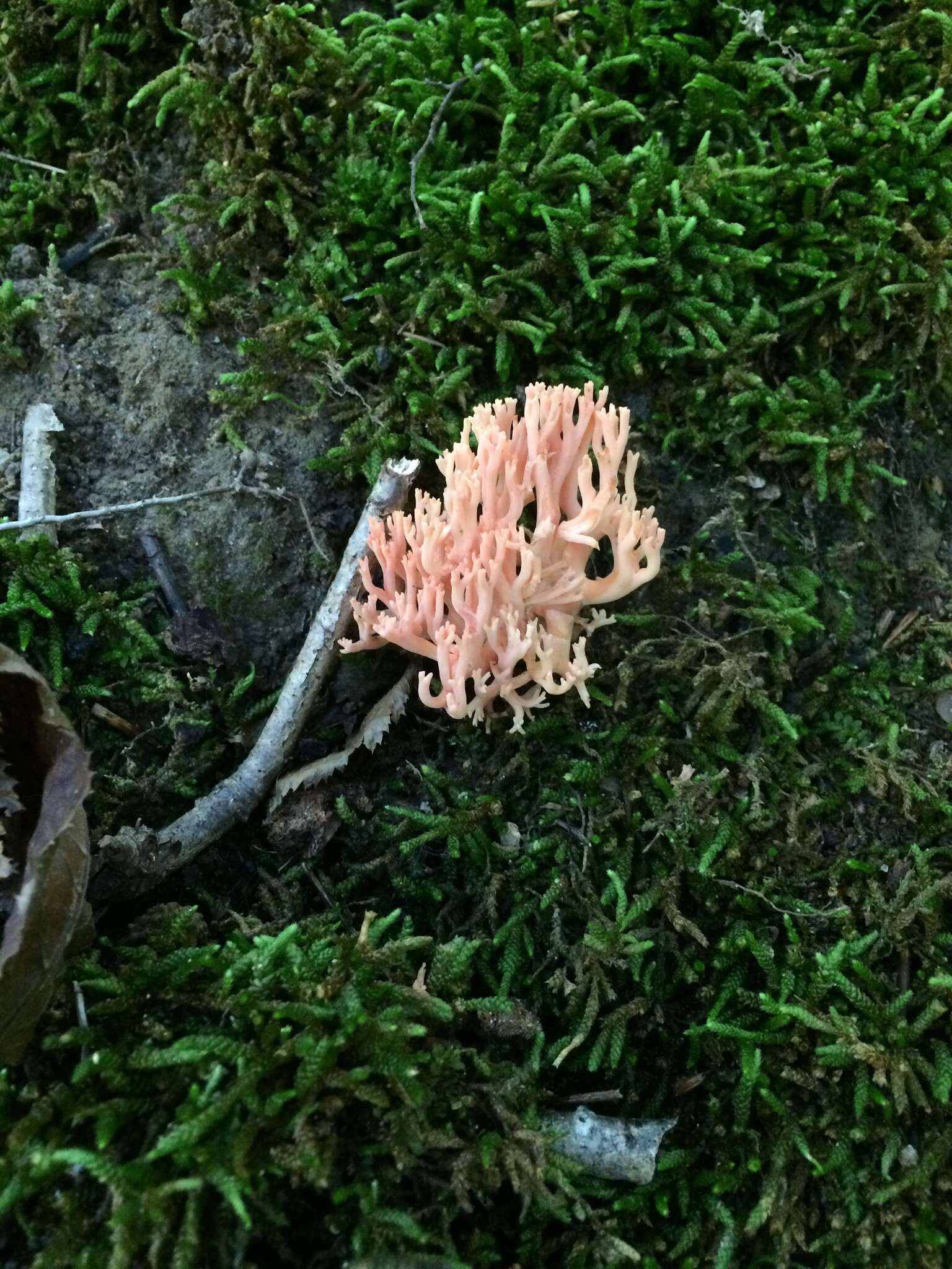 Image of Ramaria subbotrytis (Coker) Corner 1950