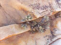 Image of Adromischus filicaulis subsp. filicaulis
