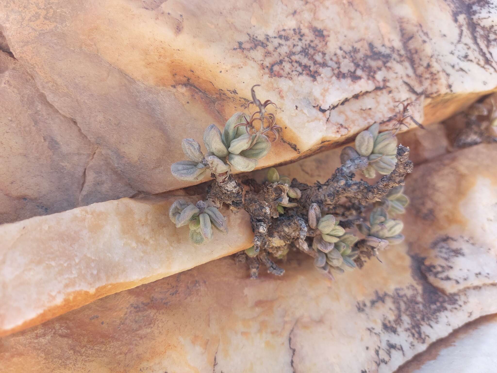 Image of Adromischus filicaulis subsp. filicaulis