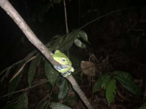 Image of Norhayati's Gliding Frog