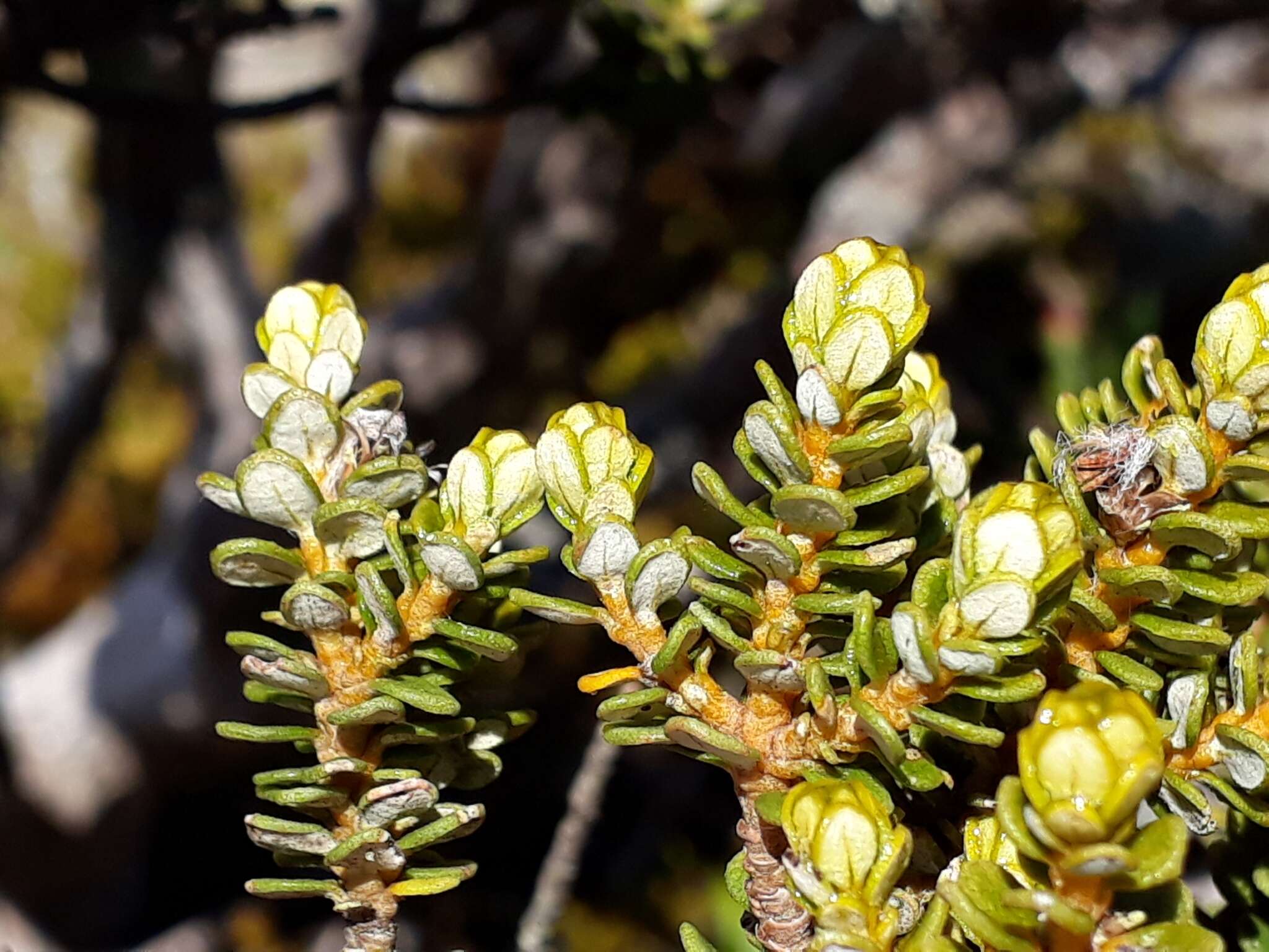 Image of Olearia nummularifolia Hook. fil.