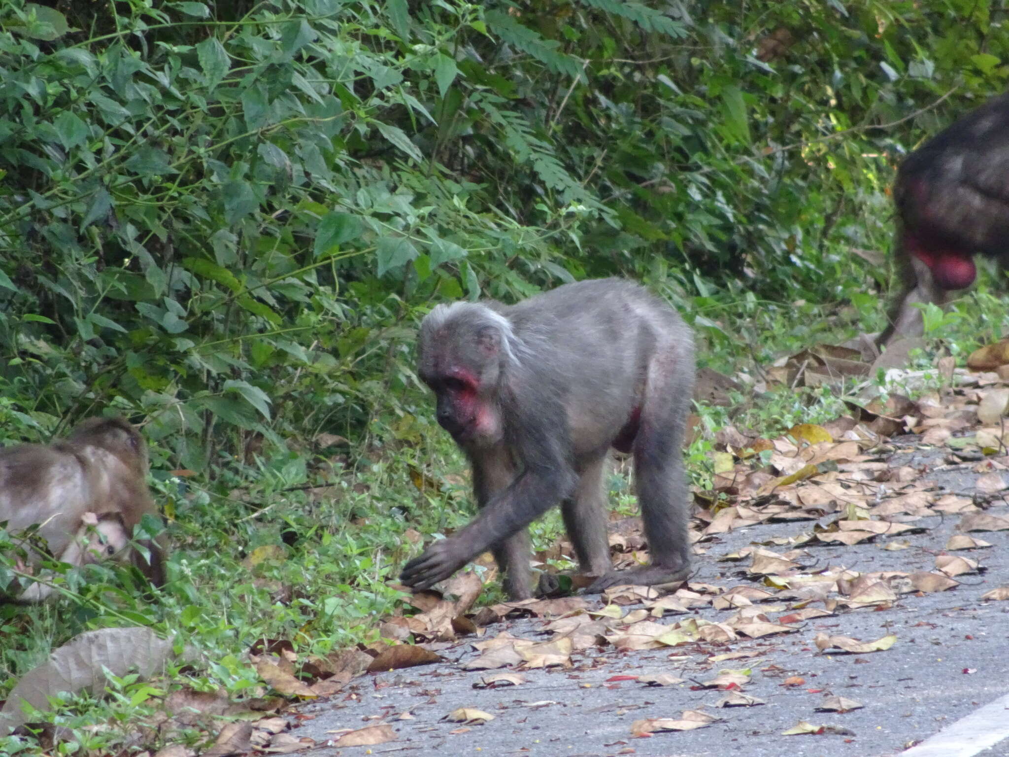 Macaca arctoides (I. Geoffroy Saint-Hilaire 1831) resmi