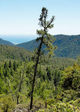 Image of knobcone pine