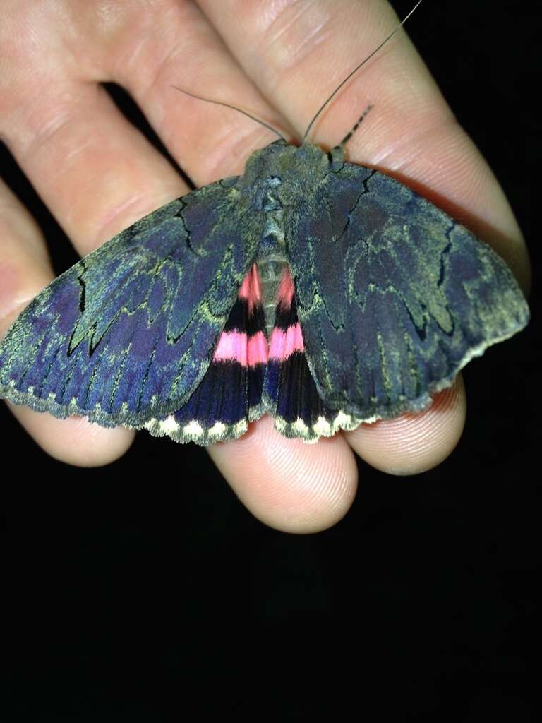 Image of Darling Underwing