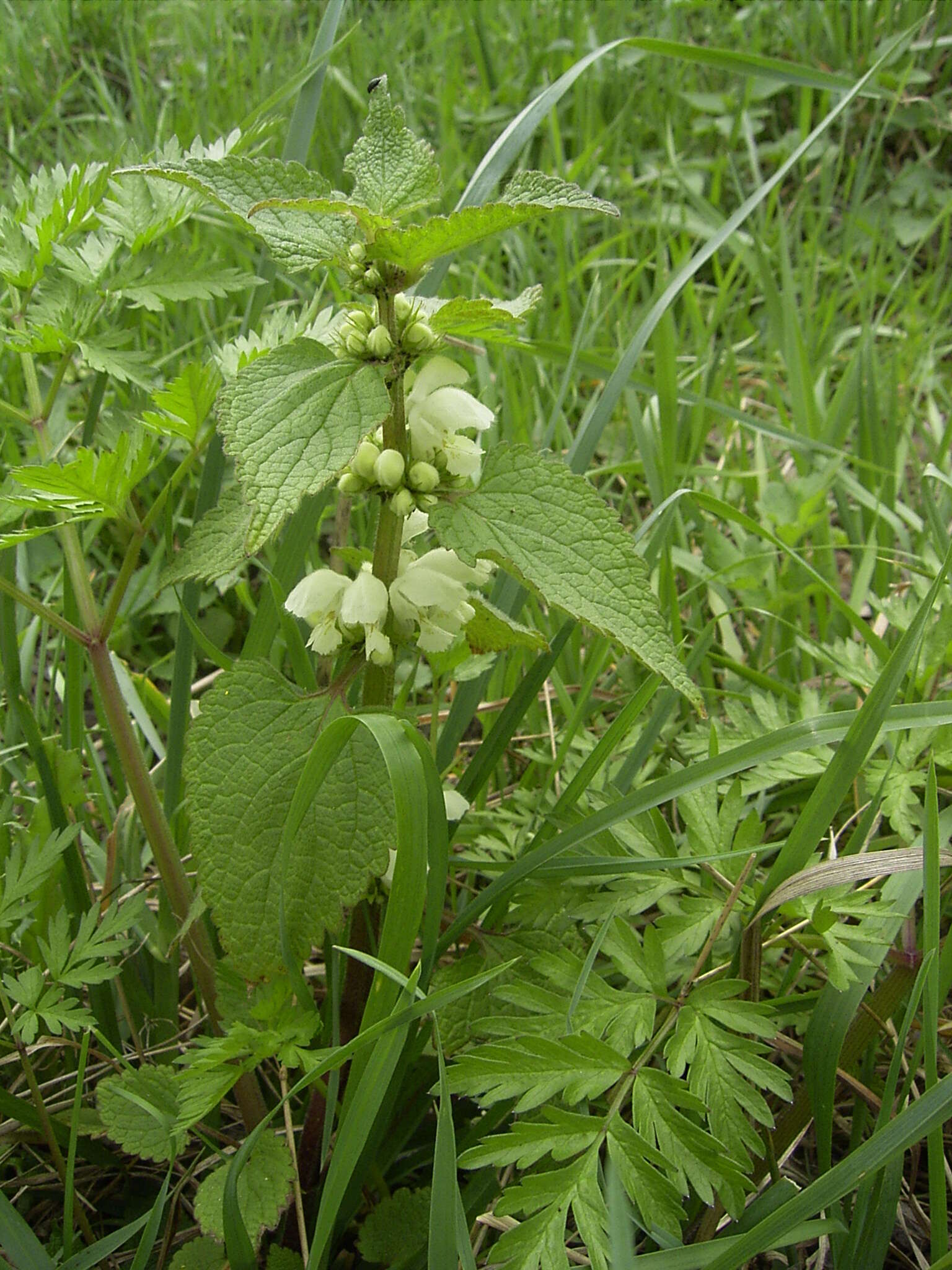 Image of white deadnettle