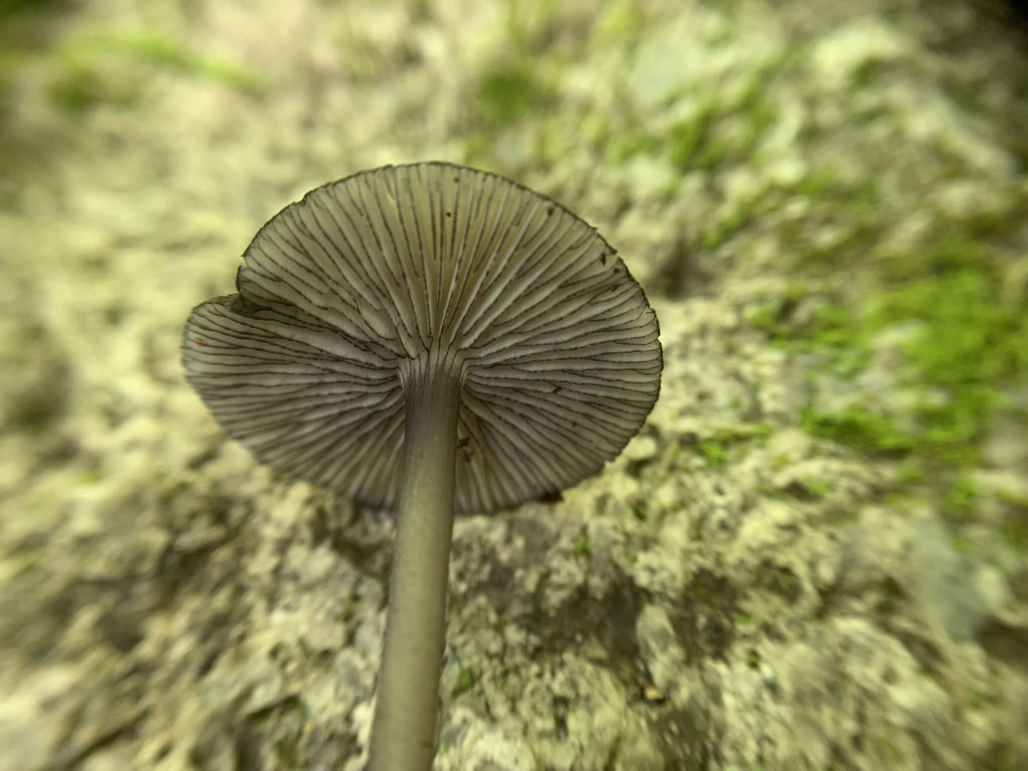 Image of Entoloma foliomarginatum (Peck) Blanco-Dios 2015