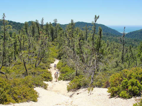 Image of knobcone pine