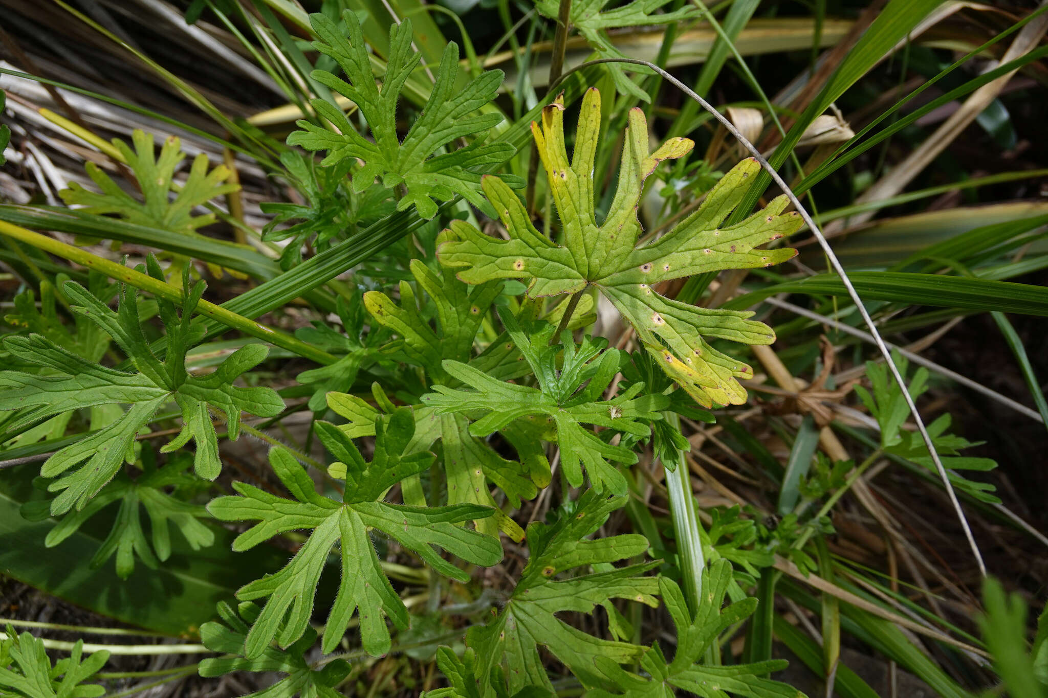 Imagem de Geranium solanderi Carolin