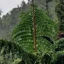 Image de Caryota obtusa Griff.