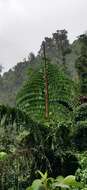 Caryota obtusa Griff. resmi