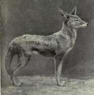 Imagem de Canis aureus moreoticus