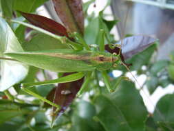 Image of upland green bush-cricket
