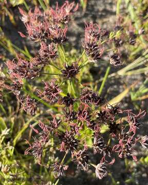 Imagem de Juncus cephalotes Thunb.