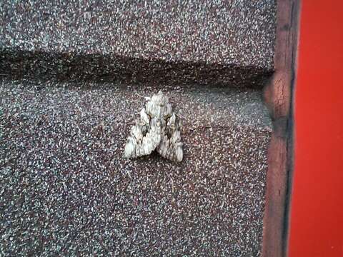 Image of Yellow-banded Underwing