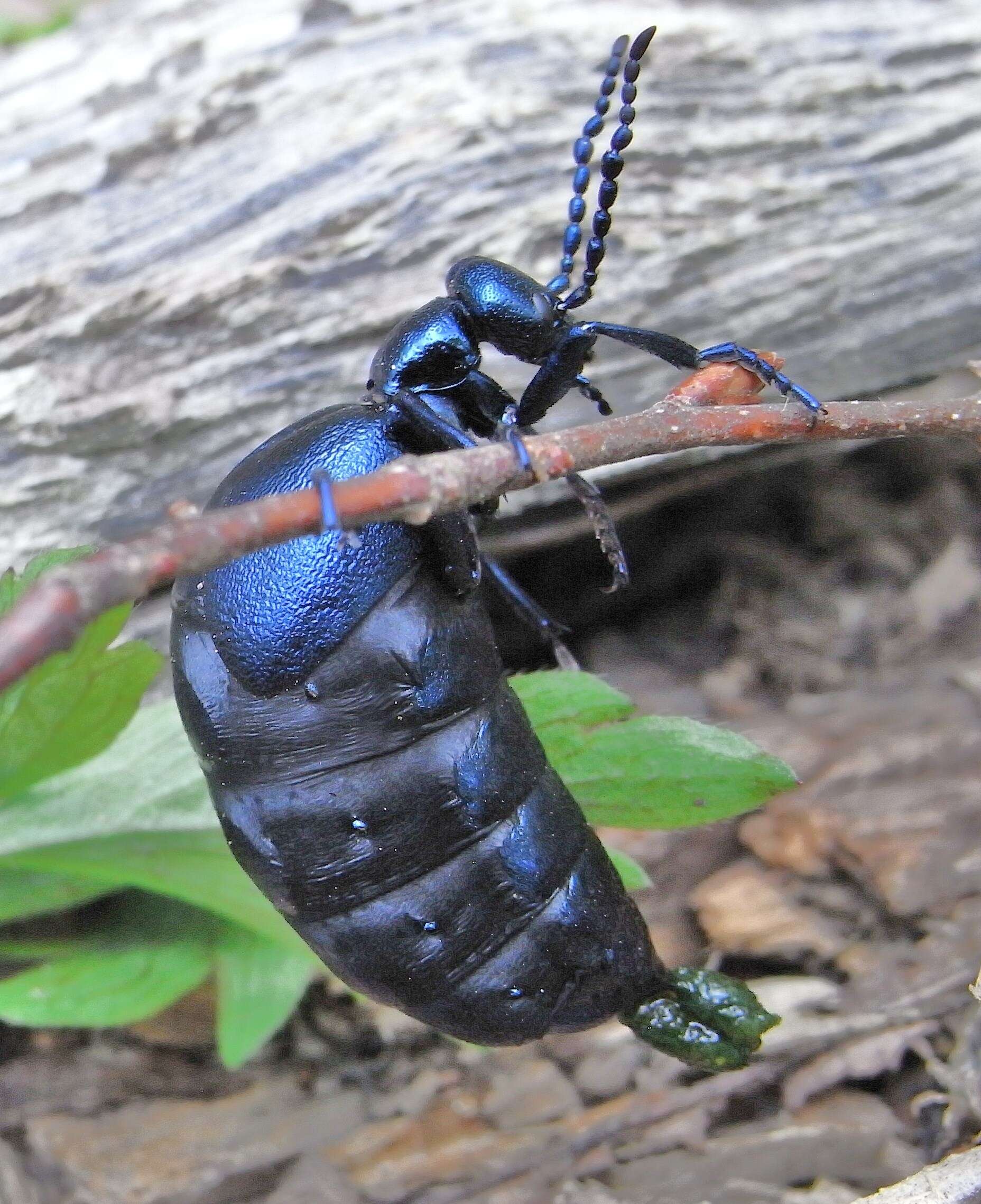 Image of Meloe violaceus