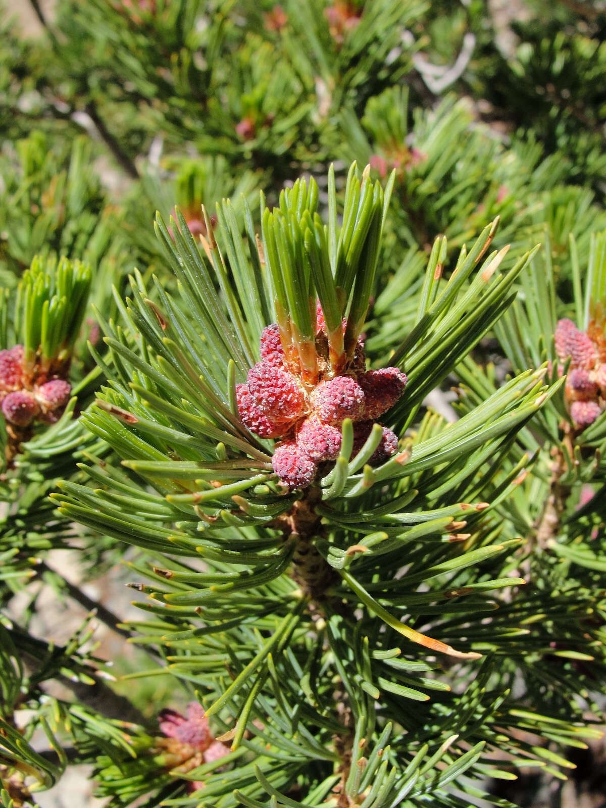 Image of whitebark pine