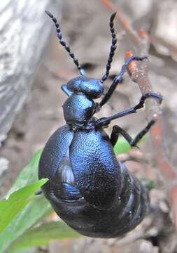 Image of Meloe violaceus