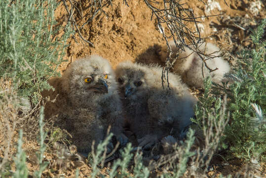 Image of Eurasian Eagle Owl