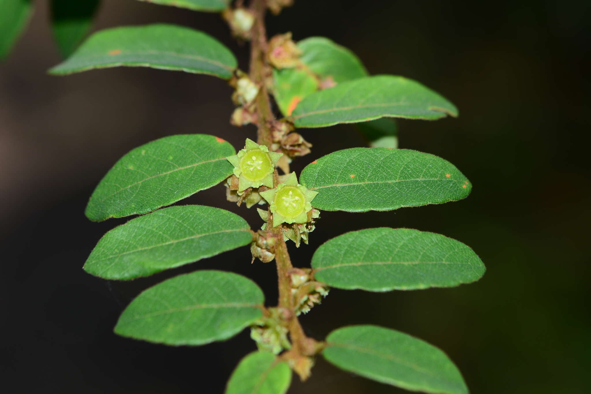 Image of Bridelia stipularis (L.) Blume